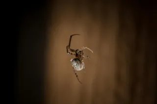 暗影舞者：棕色蜘蛛网