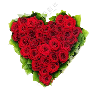 红色玫瑰花