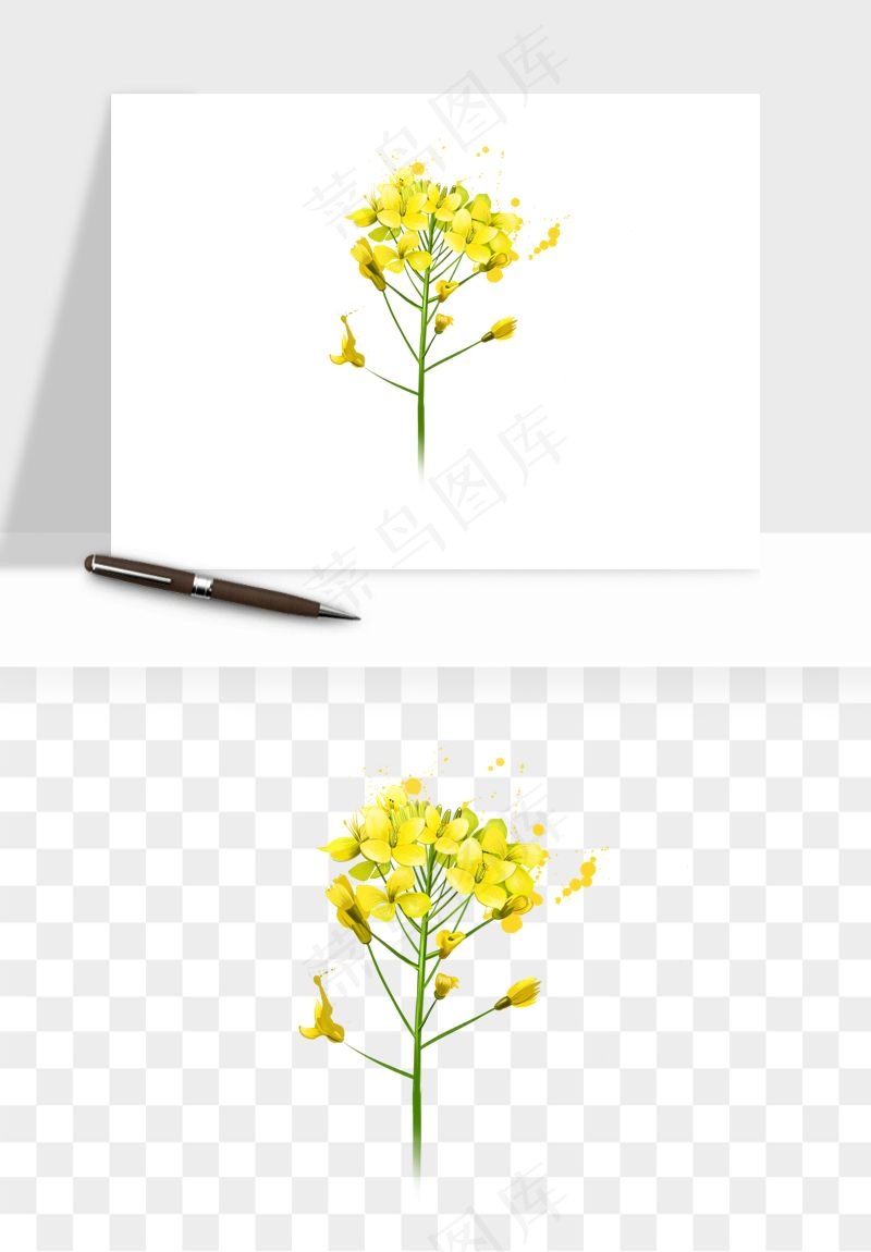 油菜花田png免抠