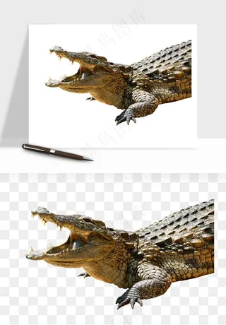 鳄鱼动物png免抠