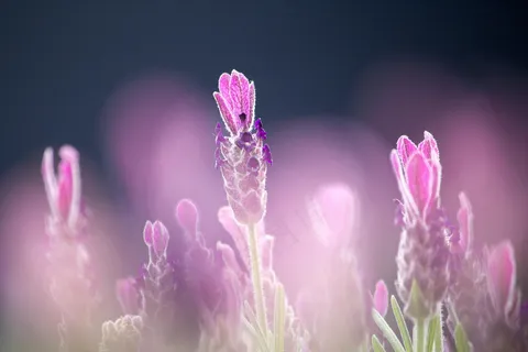 梦幻般的粉色花海。