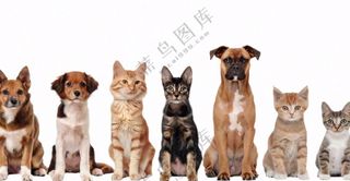 萌宠宠物猫狗合集免抠