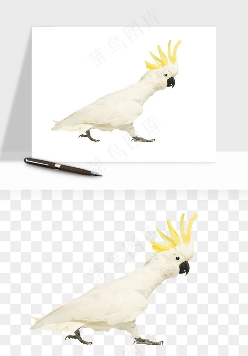 鹦鹉八哥鸟宠物png免抠