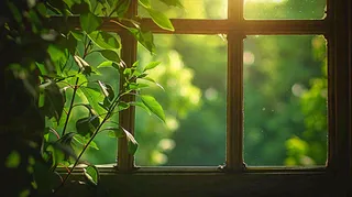 窗台上的植物阳光斑驳立夏摄影图