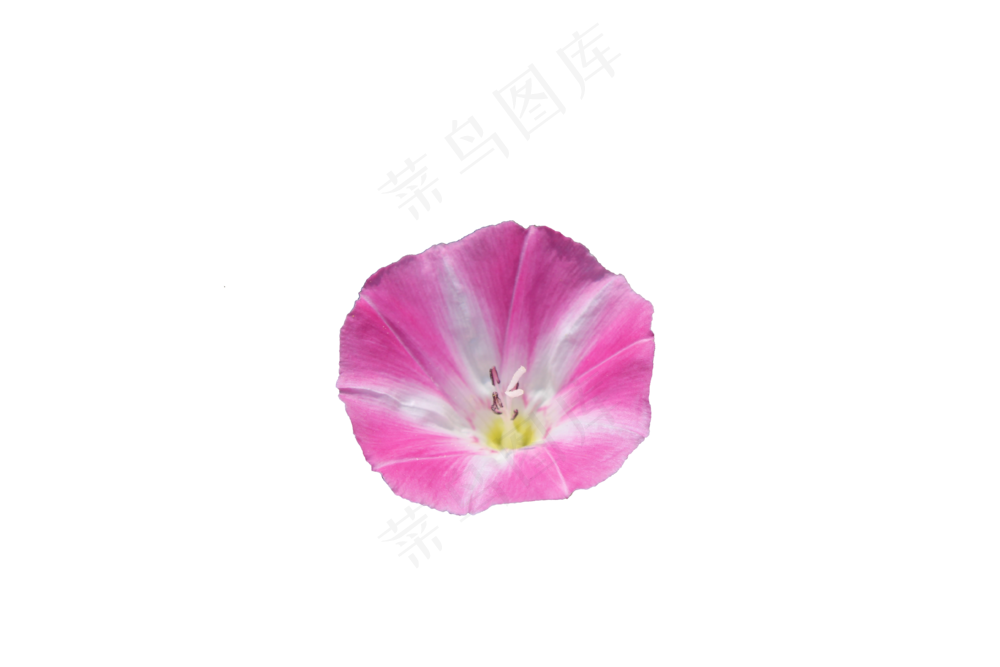 免抠花卉田旋花