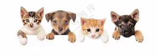萌宠宠物猫狗动物免抠