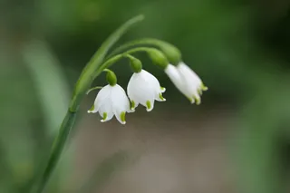 春天白色铃兰花