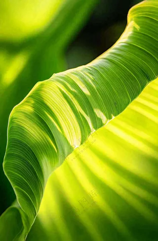 香蕉树芭蕉叶绿色植物摄影图