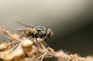 微观世界之苍蝇掠影