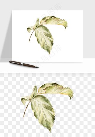 水彩复古花卉png免抠