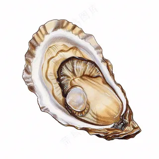 生蚝海鲜海洋卡通插画免抠