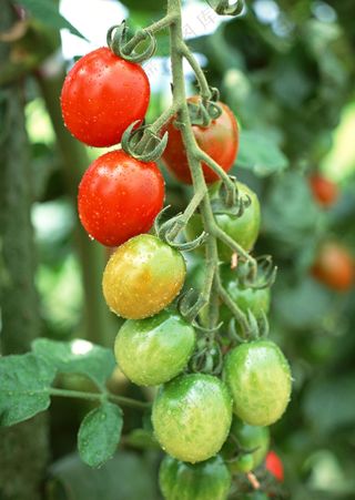 新鲜水果摄影图片 (37)