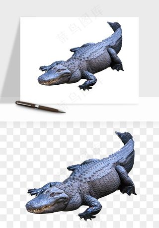 鳄鱼动物png免抠