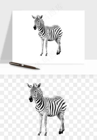斑马动物png免抠
