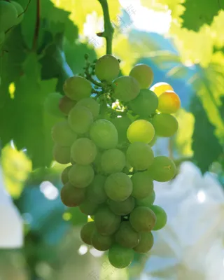 成熟的葡萄图片 (5)