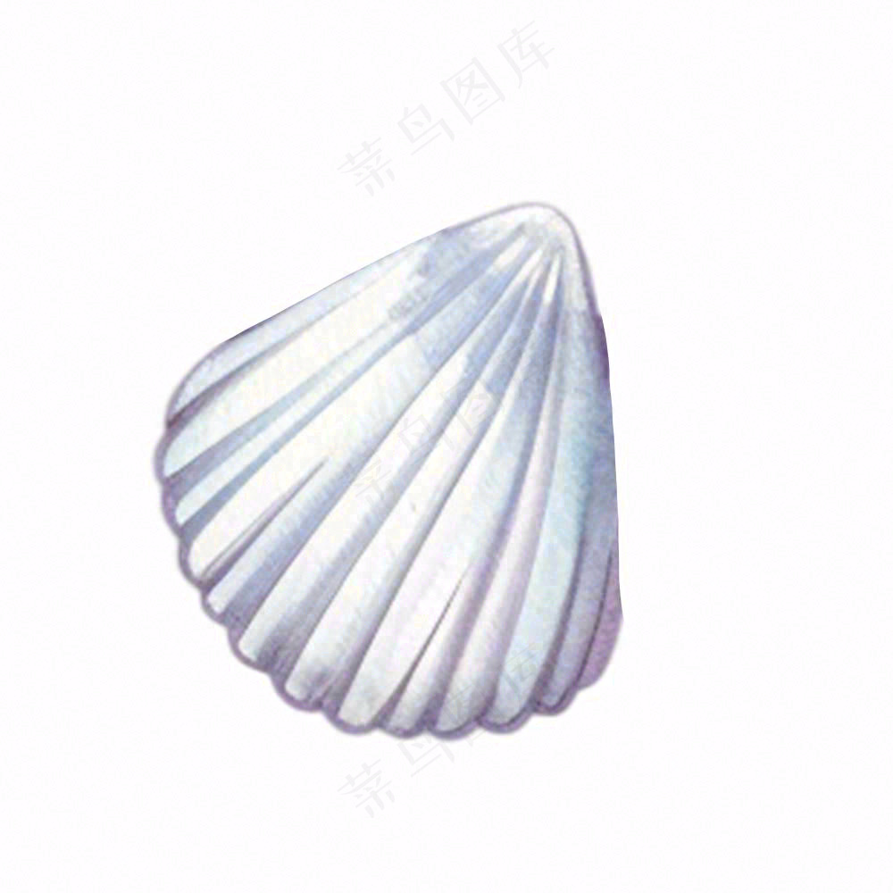 海洋扇贝贝壳卡通插画免抠