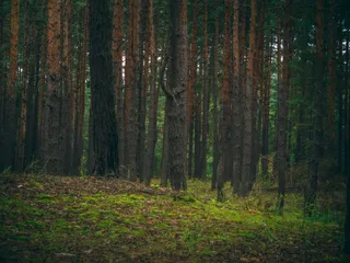 静谧森林绿意盎然
