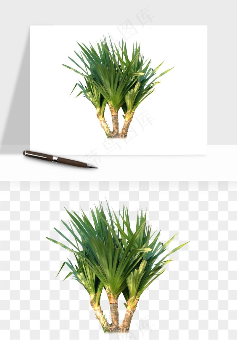 棕榈树椰树png免抠
