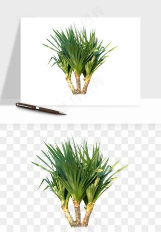 棕榈树椰树png免抠
