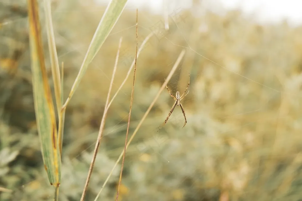 自然之美：金色草丛中的蜘蛛网