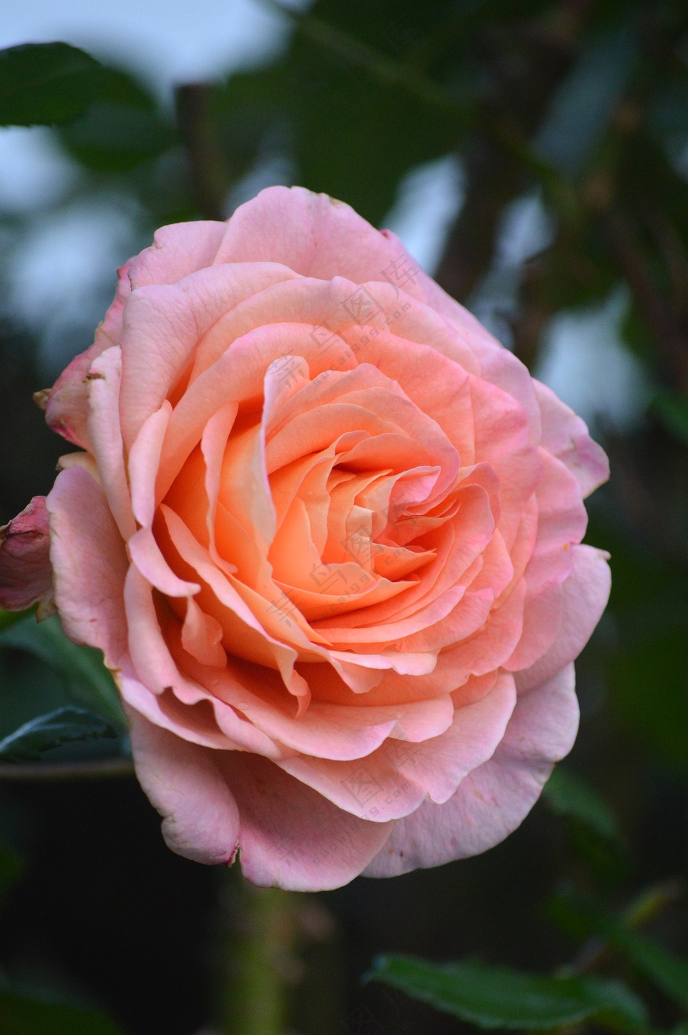 一枝粉色娇艳玫瑰花图片