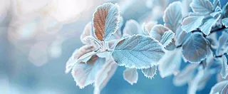 冬天植物上的白霜白雪寒冷霜降小寒摄影图