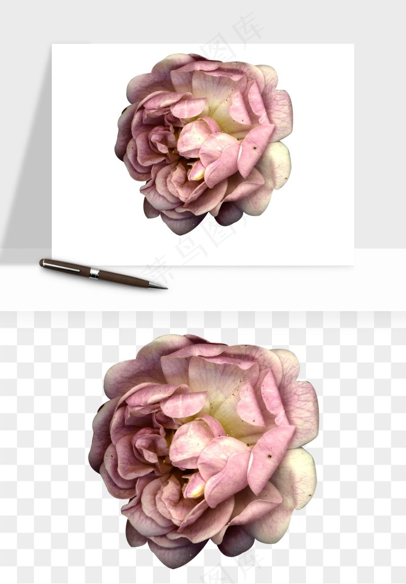 复古鲜花玫瑰png免抠