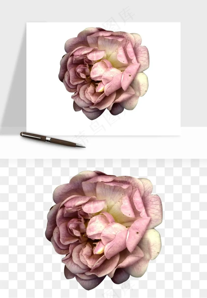 复古鲜花玫瑰png免抠