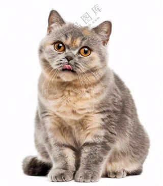 可爱小猫萌宠宠物动物免抠