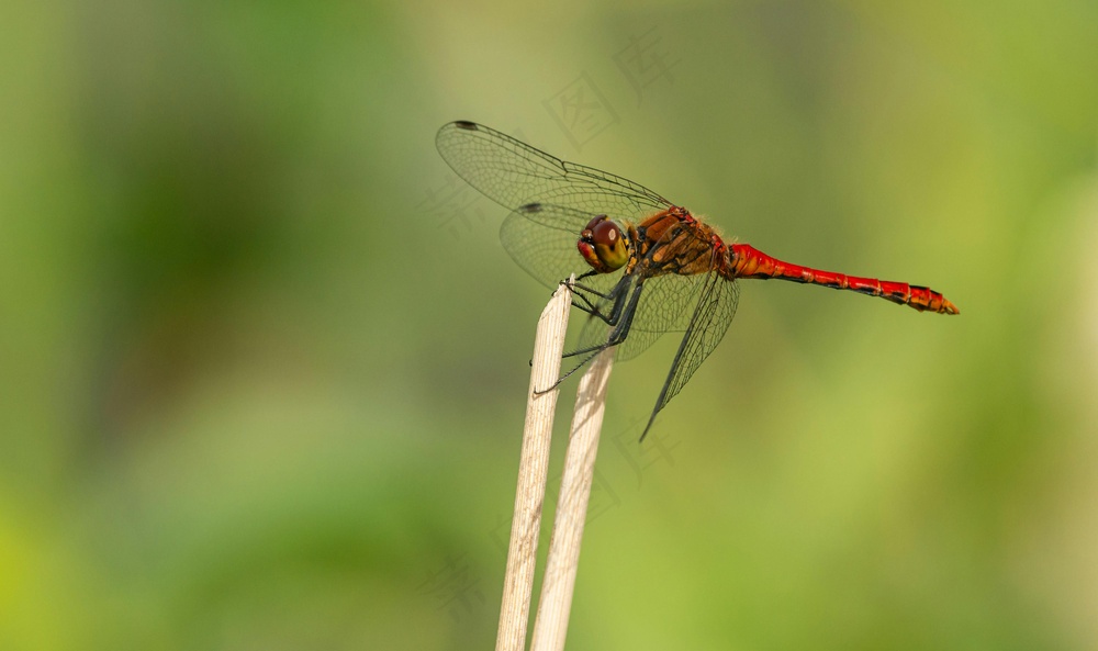 静立花茎的红蜻蜓