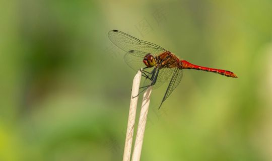 静立花茎的红蜻蜓