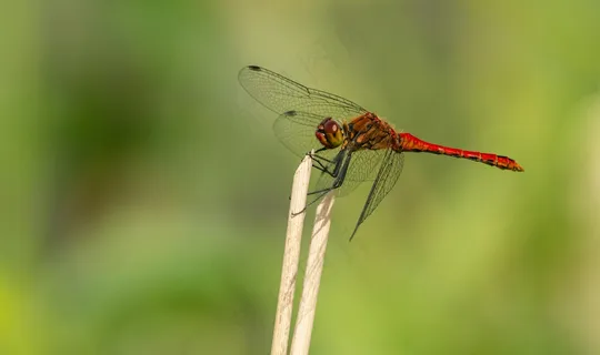 静立花茎的红蜻蜓