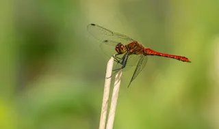 静立花茎的红蜻蜓