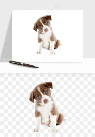 猫咪喵星人狗狗宠物元素png免抠