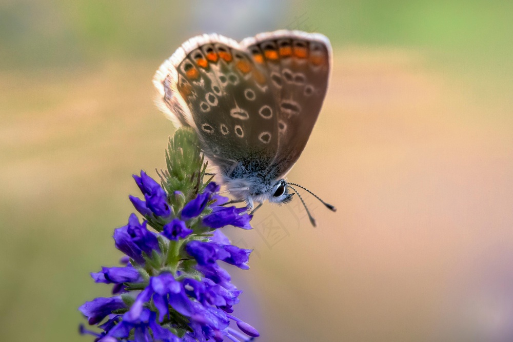 紫色花朵上的棕色蝴蝶