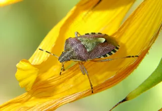 棕绿昆虫憩黄花·户外微距风·棕绿黄相间·生态科普美图