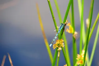 蓝色蜻蜓的近景