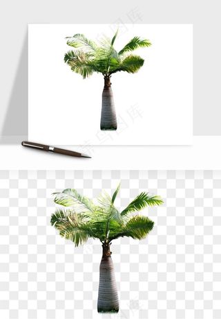 棕榈树椰树png免抠