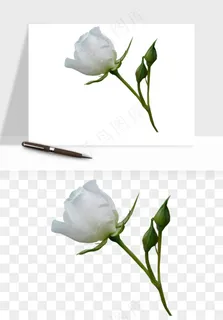 白玫瑰花枝花束png免抠