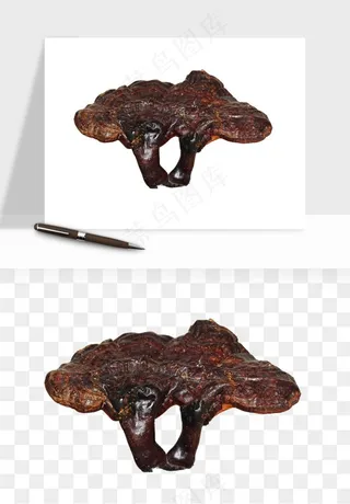 中药养生药材png免抠