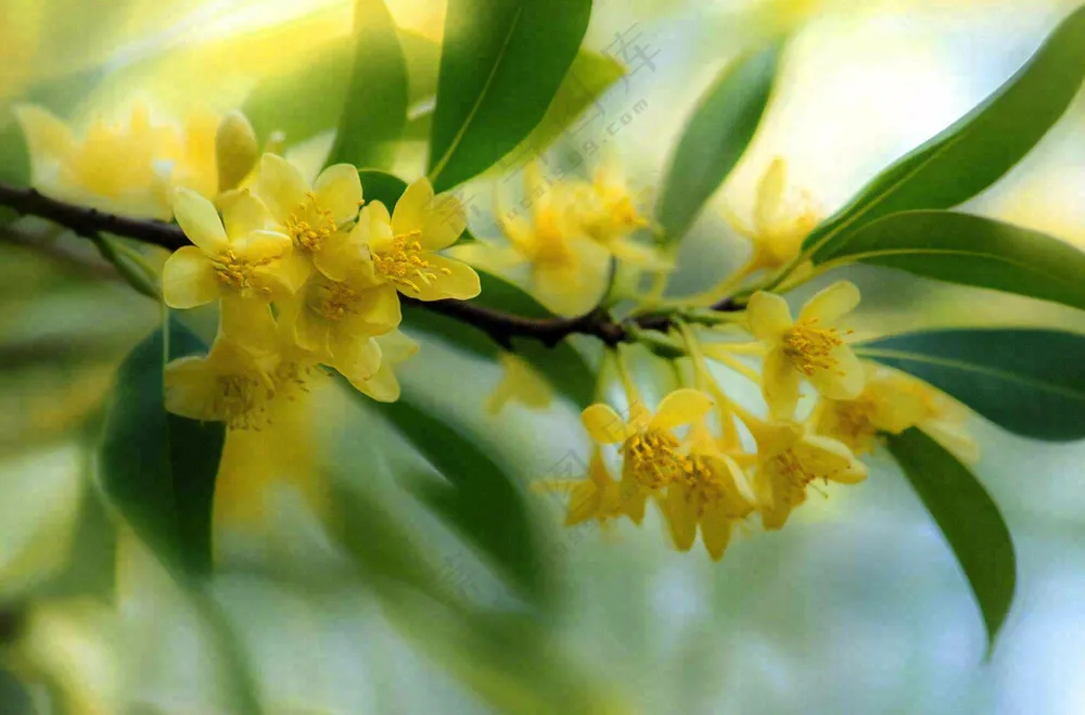 树枝上的小黄花植物摄影图 
