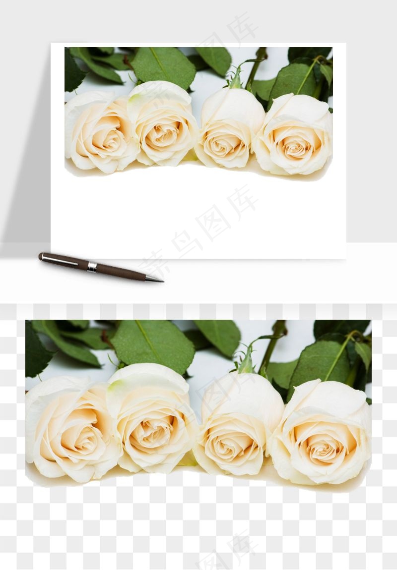 白玫瑰花枝花束png免抠
