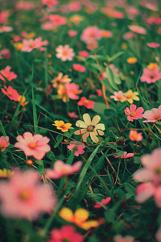 春天草坪的小花小草摄影图