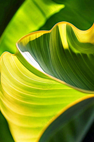 香蕉树芭蕉叶绿色植物摄影图