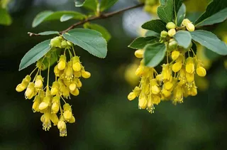 枝头的小黄花树枝摄影图