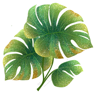 绿色龟背竹叶子插图