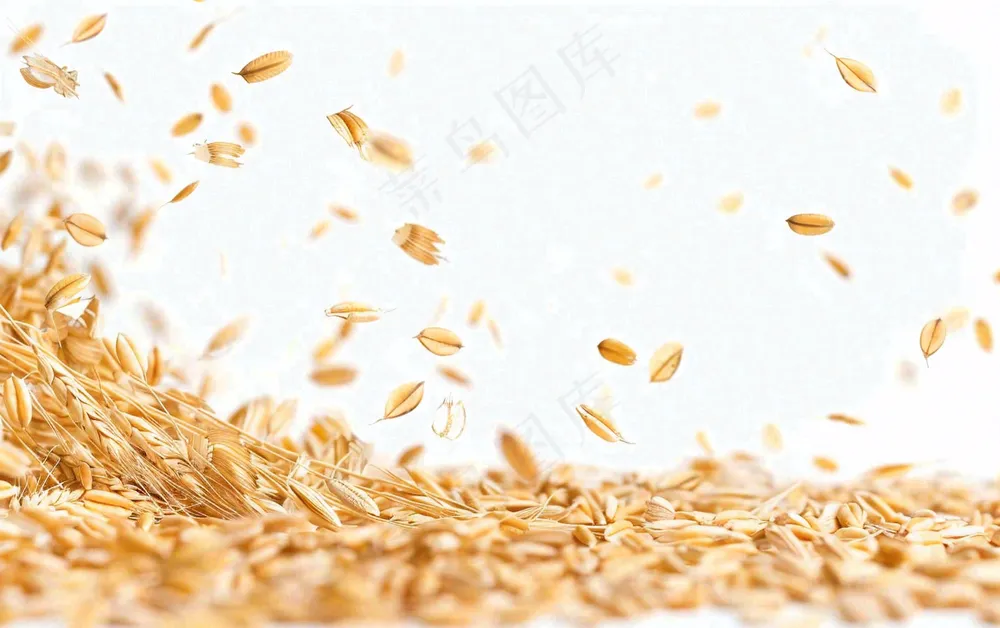 世界粮食日谷物米饭稻谷小麦摄影图