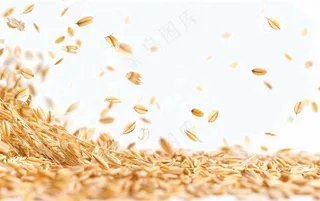 世界粮食日谷物米饭稻谷小麦摄影图