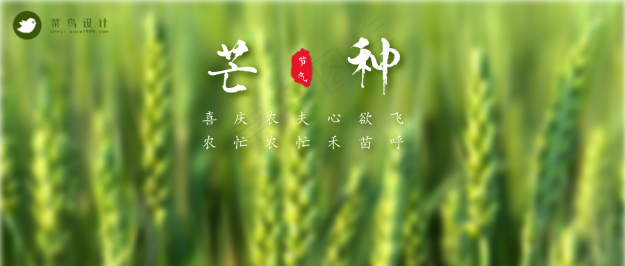 芒种公众号首图