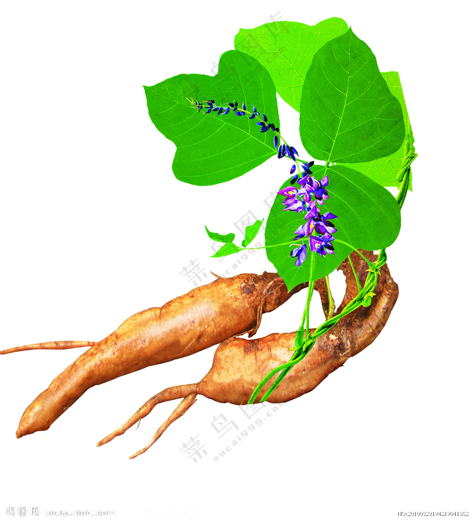 绿色葛根素材